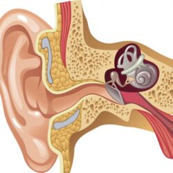 Kulak Tüpü Ventilasyon Tüpü Kulak Tüpü Ventilasyon Tüpü