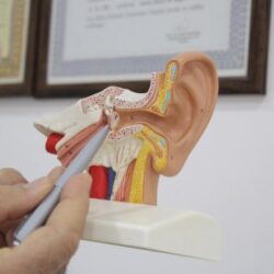 Otoskleroz Hastalığı Otoskleroz Hastalığı